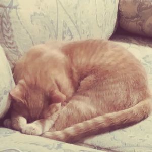 Meet your Posher, Toby